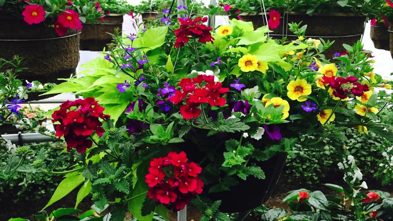 Costa Produce Farm & Greenhouse Hanging Baskets YouTube