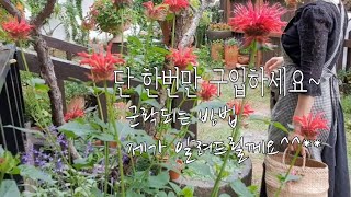 단 한번 구입으로 군락만드는가성비 좋은 여름 화초 추천/5월부터 늦가을 까지 피는 월동화초/핫립세이지와 체리세이지 구분하는 방법/주택가드닝/주택야생화정원