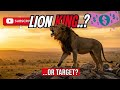 The Dark Reality of The Lion King: Why Male Lions Only Rule for 3 Years