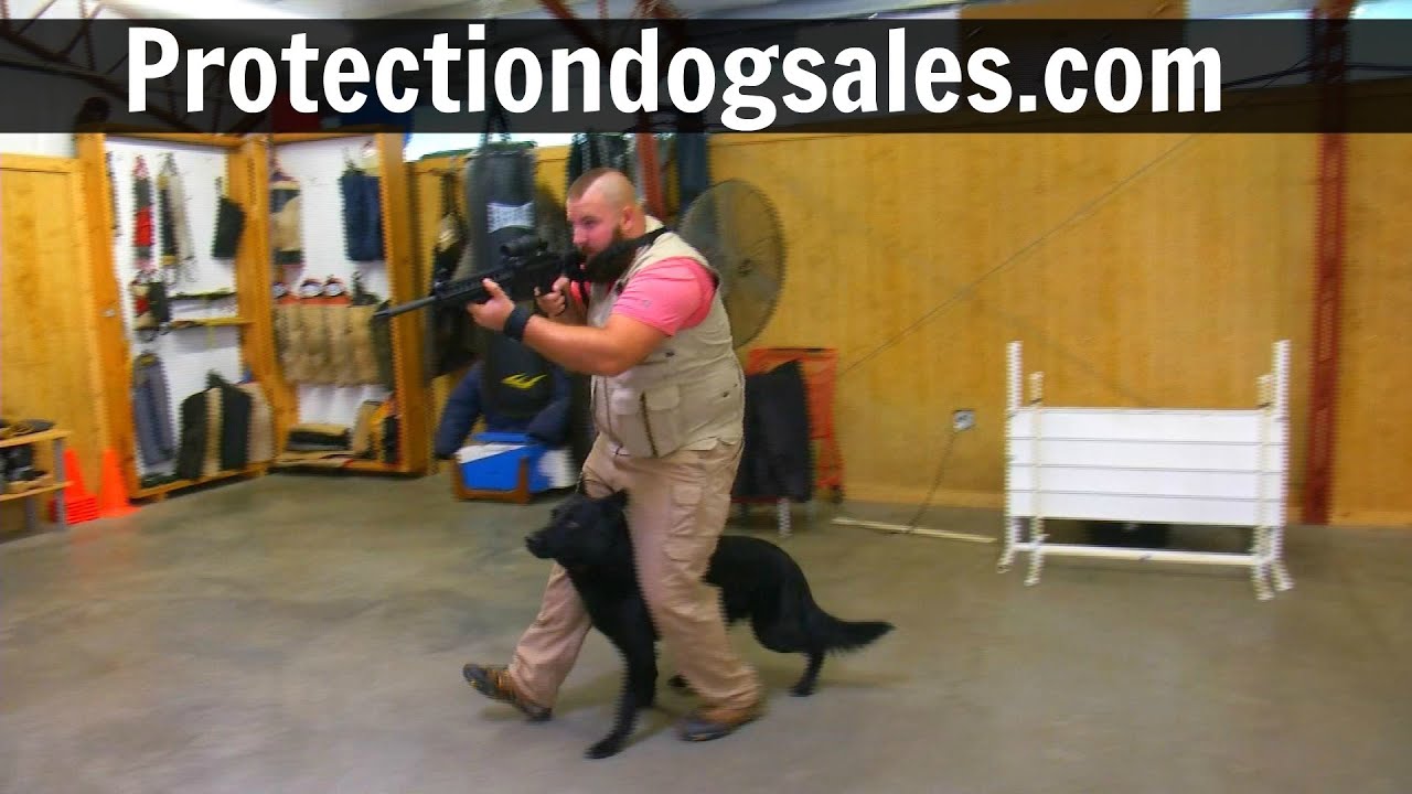video phone beyonce mp3 Diversity Of Training 