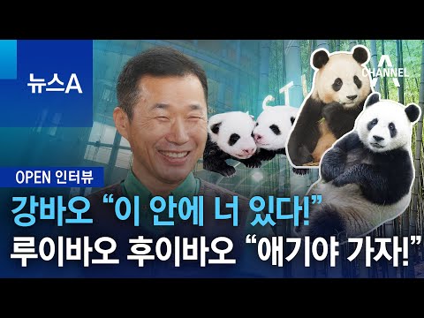 [OPEN 인터뷰]강바오 “이 안에 너 있다!”…루이바오 후이바오 “애기야 가자!” | 뉴스A