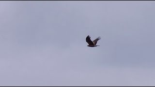 Booted eagle - Hieraaetus pennatus - Dwergarend / Walem - Belgium / 15-7-2012