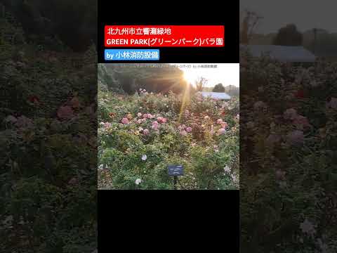 おでかけ:北九州市立響灘緑地 GREEN PARK(グリーンパーク)バラ園②(福岡県北九州市若松区)~小林消防設備 福岡県豊前市 全類消防設備士 第二種電気工事士 経営学修士~