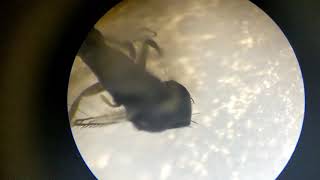 TINY Fly Under Microscope