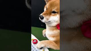 This Laser Turned My Dog Into Art!
In this video, we are going to tell you how to install and start your Wattsan CO2 laser cutting and engraving machine. This Laser Turned My Dog Into Art!