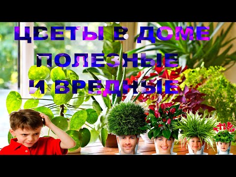 ЦВЕТЫ В ДОМЕ ПОЛЕЗНЫЕ И ВРЕДНЫЕ ЭТО НАДО ЗНАТЬ ЦВЕТЫ В ДОМЕ ПОЛЕЗНЫЕ И ВРЕДНЫЕ ЭТО НАДО ЗНАТЬ