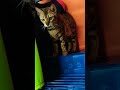 kucingku rosi namanya #kucing #shorts #fyppp #bengalcat #anak #gemes #main