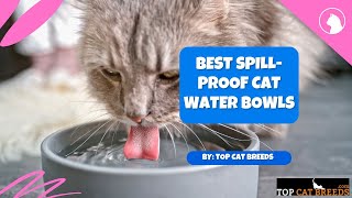 Best SpillProof Cat Water Bowls | Top Cat Breeds