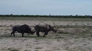 EPIC Black Rhino Battle Pt I @ShaneRossPhoto
