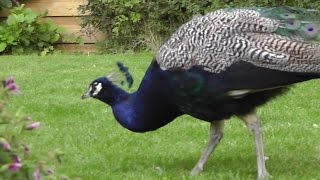 pfau im garten tier tiere