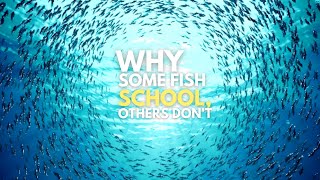 Why do some fish swim in schools while others prefer living alone?