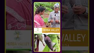 అరటి చెట్టు యొక్క పువ్వులో ఆహారం తింటే ఆరోగ్యానికి మంచిది!.| iDream Health