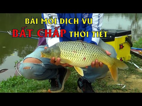Video BÀI MỒI CÂU ĐÀI HỒ DỊCH VỤ - BẤT CHẤP THỜI TIẾT 