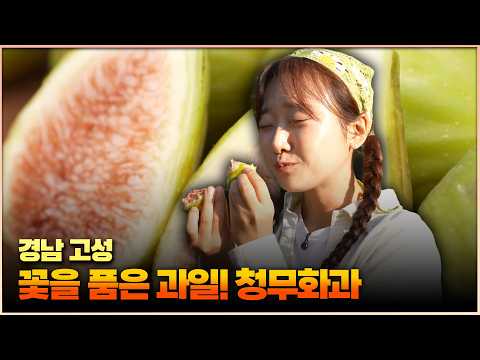 [6 O'Clock My Hometown - Changwon] A Fruit That Keeps Its Flowers Inside! Green Figs – Goseong, G...
