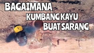 Kumbang Kayu Buat Sarang Rumah Kumbang Kayu Bumblebee