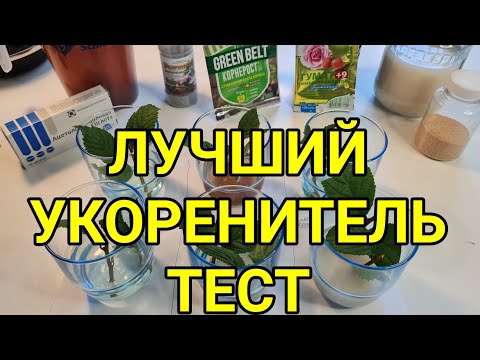 Что лучше? Сравниваем 6 способов укоренения черенков вишни, розы, смородины, винограда, черешни.