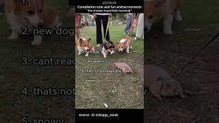 Compilation cute and fun animal moments parts 42