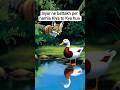 chalak siyar aur samajhdar battakh#trending #viral #ai #animals #siyar #battakh #hamla #shorts