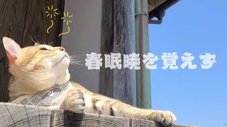 春の陽気に遊びよりもとにかく眠たい猫 by 小鉄チャンネル 209 views 2 years ago 2 minutes, 49 seconds