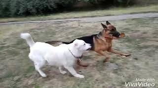 восточник #вео #овчарка #восточноевропейскаяовчарка и #сао #алабай ...