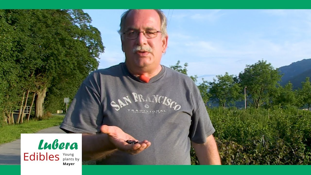 Lubera Edibles - Worlds First Ornamental Blackcurrant, 'Black 'n' Red'