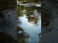 Would you follow where this flower goes? 🌸 #nature #calm #asmr #naturelovers #peaceful