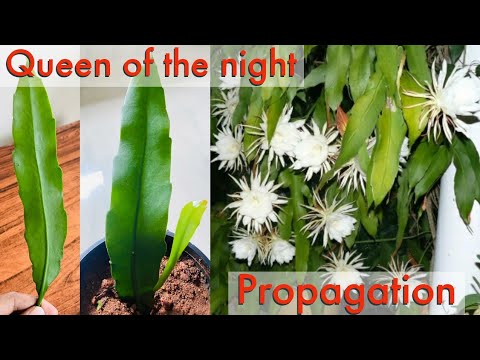 How To Propagate Dutchman's Pipe Cactus | Nocturnal Plant |Epiphyllum Oxypetalum