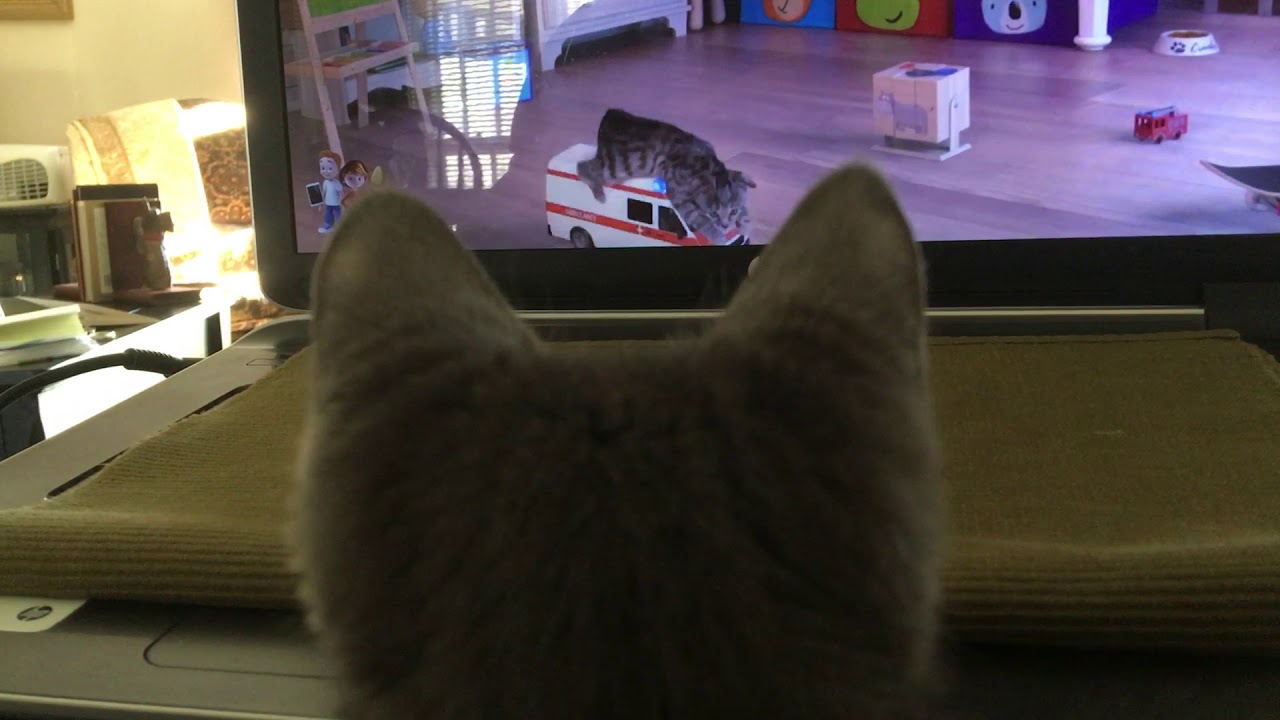 Deena the manx cat loves her kitten video's - YouTube
