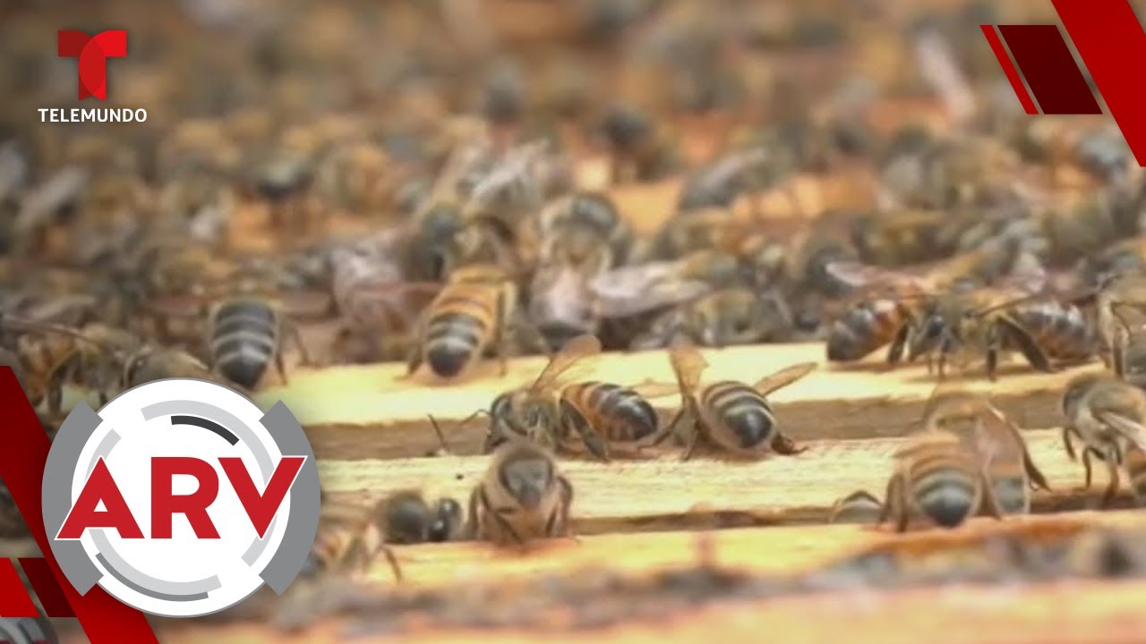 La miel de marihuana podría ayudar a pacientes con cáncer, según expertos | Al Rojo Vivo | Telemundo