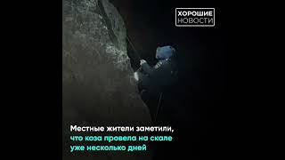 🐐В Крыму сотрудники МЧС пришли на помощь козе-альпинистке