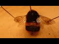 Dissecting a White Tailed Bumblebee (with bonus parasite)