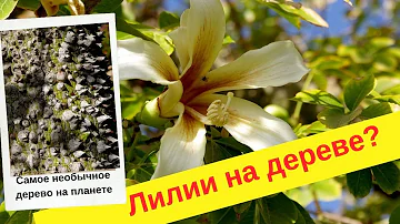 Что такое хоризия или сейба? Хлопок на дереве!.|Сейба ,Бутылочное дерево