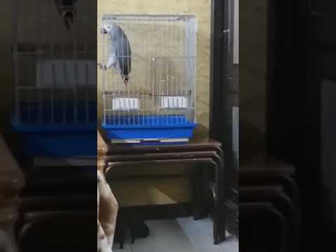 أجمل أنواع الطيور المتحدثة شاهد كيف يتحدث الطائر ويلهو صوت خرافي