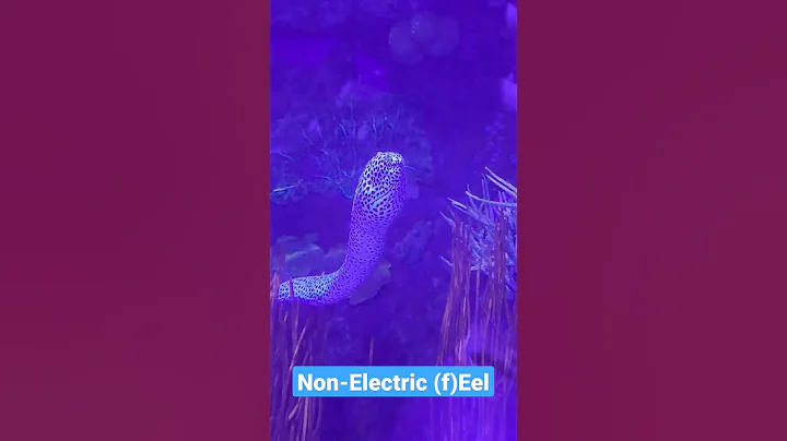 non electric feel #shorts #eel #music