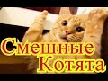 Смешные котята. Позитив. Создай себе хорошее настроение