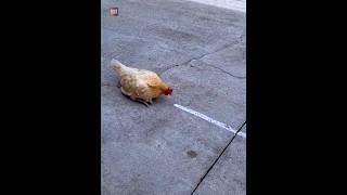 Does Chicken Actually Got Hypnotize |😲😲| #shorts