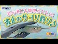 波止の好ターゲット！初心者でも簡単に狙える サヨリの釣り方をご説明します！【安近短】