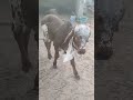 gir male calf of bhavnagar tilak line | future gir bull | top breed in gir bull in future#short#cow