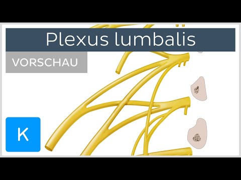 Plexus lumbalis (Vorschau)- Anatomie des Menschen | Kenhub