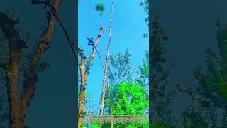 Leaping Between Trees: How a Farmer Uses Branch Swing to Transfer to a Tall Trunk