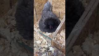 Chiken hatching Gallina enculecada pollito queriendo salir del cascaron