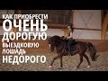 Как приобрести очень дорогую выездковую лошадь НЕДОРОГО