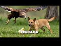 Fokus pada Keberanian (Heroik) Aksi heroik seekor anjing saat melindungi anak ayam .#anjingpintar
