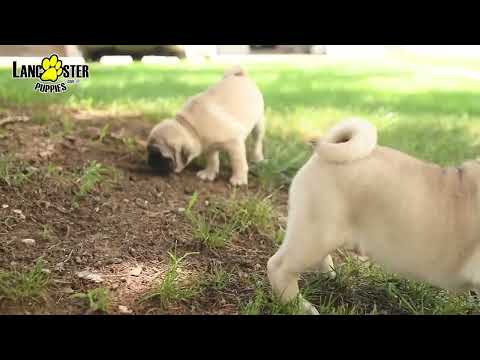 Bubbly Pug Babies