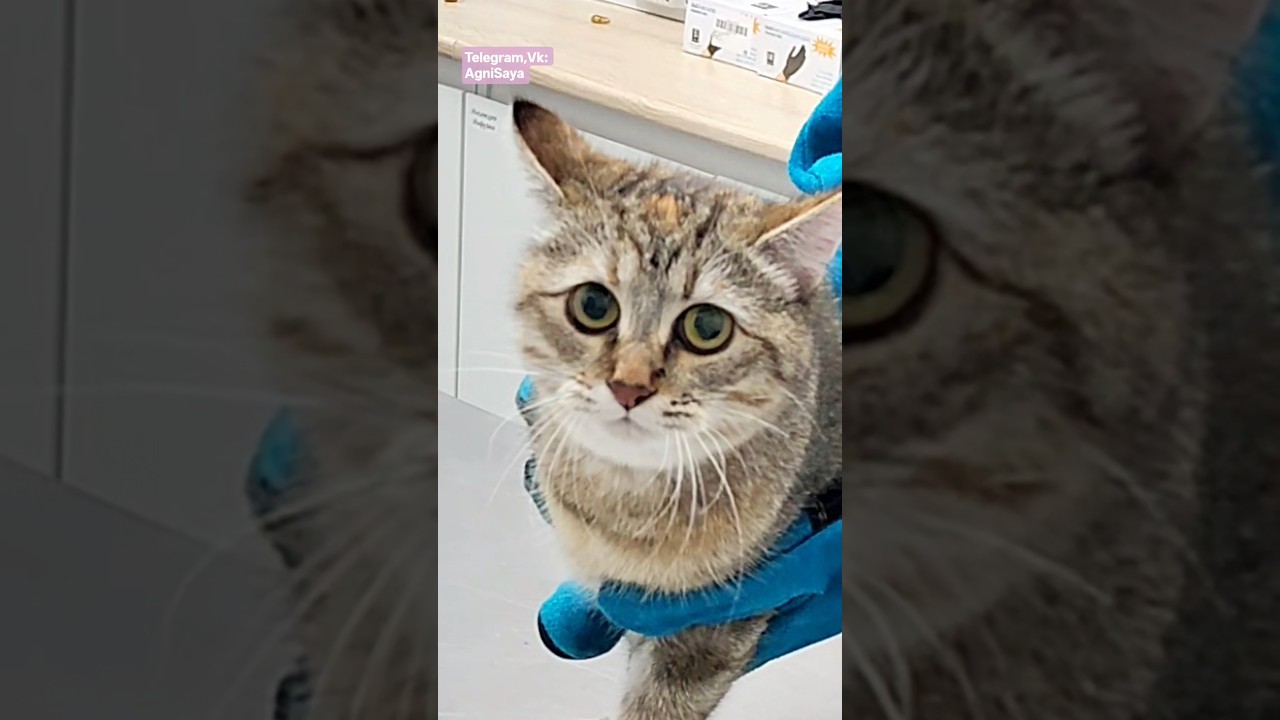 Полное видео уже на канале 😻 Ещё раньше в ТГ&КТ: AgniSaya 