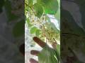 Kiwi Berry Taste Just Like Kiwi Gardening Fruits Kiwi Berry Taste Just Like Kiwi Gardening Fruits