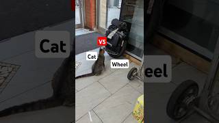 Cat Vs Wheel 🐈🛞