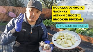 картинка: Саджаємо часник- п'ять кроків для здорового та великого врожаю!