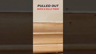 How I Got Rid of Bed Bugs From My Mattress (What Worked)