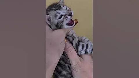 Video 666341: silver spotted bengal, spotted male bengal, black bengal